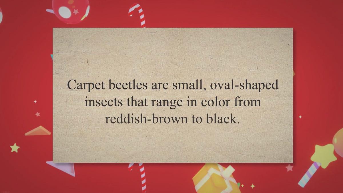 The 3Step Guide to Eliminating & Preventing Carpet Beetles