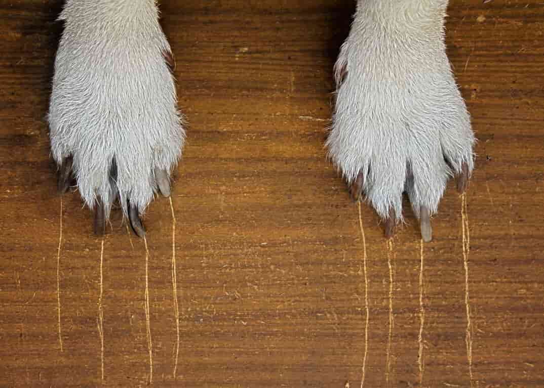 Do Dog Nails Scratch Wood Floors