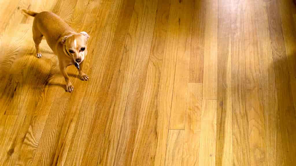 Are Hardwood Floors Bad For Dogs